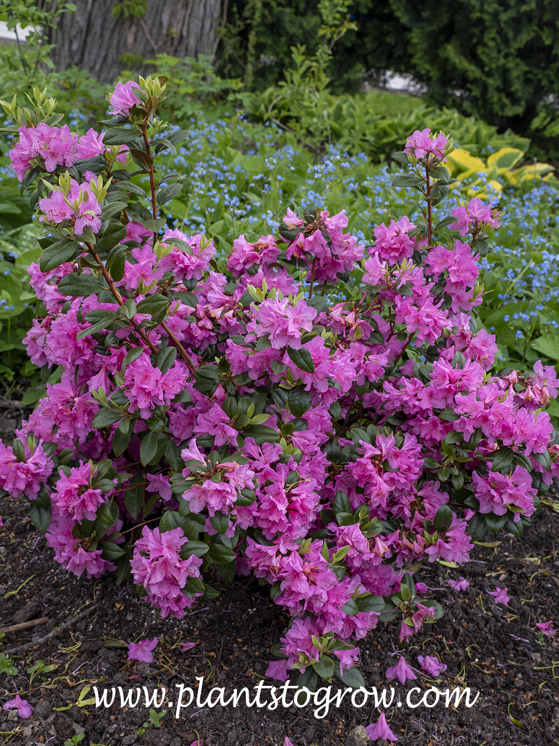 Olga Mezitt Rhododendron (Rhododendron)
Blue flowers are Siberian Bugloss (Brunnera macrophylla) and gold varegated hosta in upper left is Your Majestry Hosta